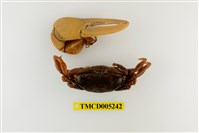 藏品(弧邊管招潮蟹)的圖片